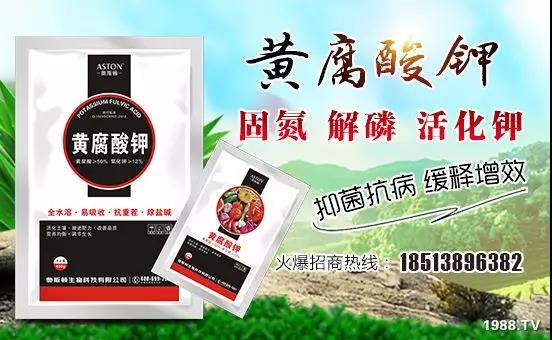礦源黃腐酸鉀——精品肥!1公斤=8噸有機(jī)肥!新疆源頭直發(fā)。!