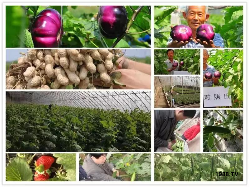 礦源黃腐酸鉀——精品肥!1公斤=8噸有機(jī)肥!新疆源頭直發(fā)!!