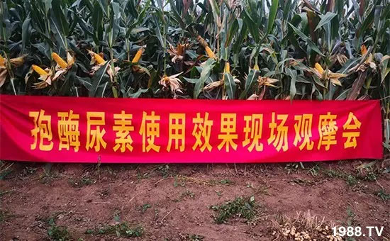 速看!小麥畝產(chǎn)1471斤,雙酶尿素全新升級(jí),“高產(chǎn)王”當(dāng)之無愧!