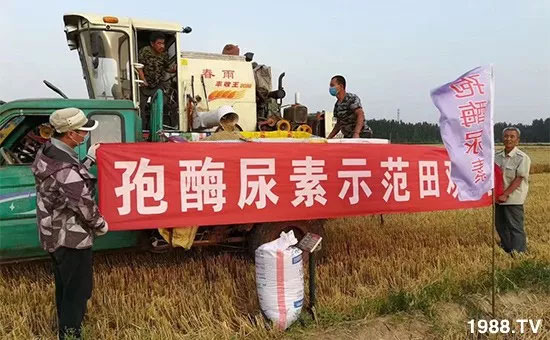 速看!小麥畝產(chǎn)1471斤,雙酶尿素全新升級(jí),“高產(chǎn)王”當(dāng)之無愧!