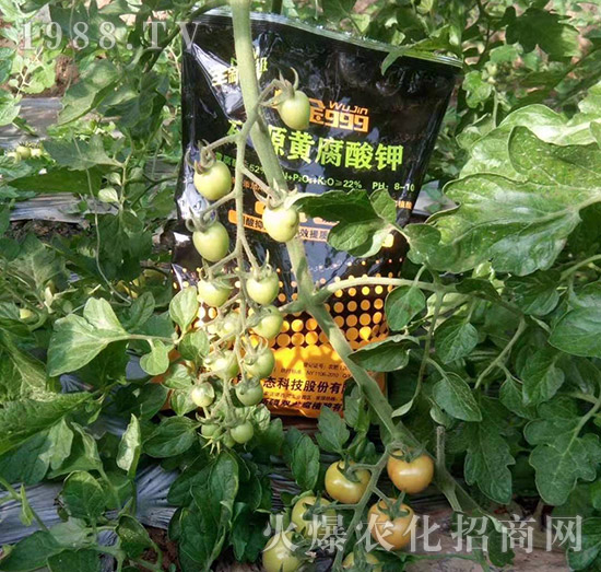【新疆黑色生態(tài)】全體員工恭祝新老朋友:新年快樂!萬(wàn)事如意!夜夜“鼠”錢!
