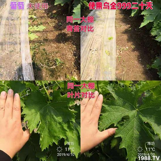 【新疆黑色生態(tài)】全體員工恭祝新老朋友:新年快樂!萬(wàn)事如意!夜夜“鼠”錢!