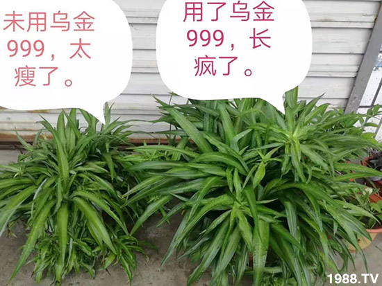【新疆黑色生態(tài)】全體員工恭祝新老朋友:新年快樂!萬(wàn)事如意!夜夜“鼠”錢!