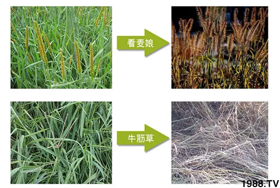 【北京鼎瑞】恭祝新老客戶鼠年大吉,新春快樂,財源滾滾!