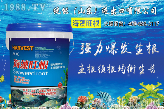 小麥價格大范圍上漲!預計小麥價格將突破1.25元/斤