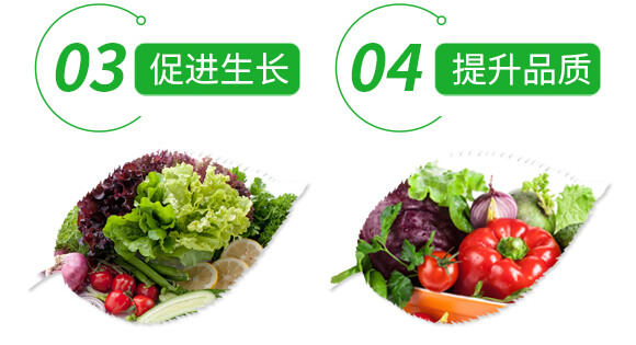 小金豆_06