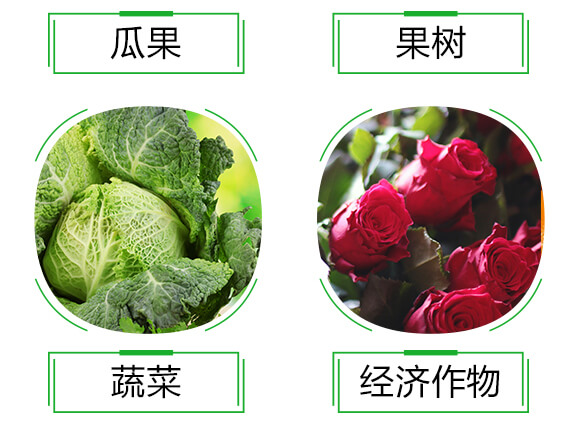 小金豆_08