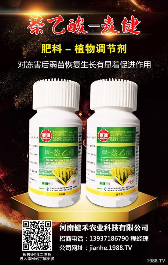 辣椒溫室白粉虱蟲害嚴(yán)重怎么辦,辣椒溫室白粉虱的發(fā)生與防治!