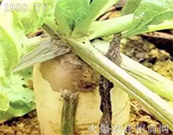 蘿卜突花葉病毒是常有黃曲跳甲傳播