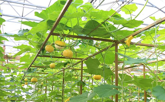 壽光菜博會