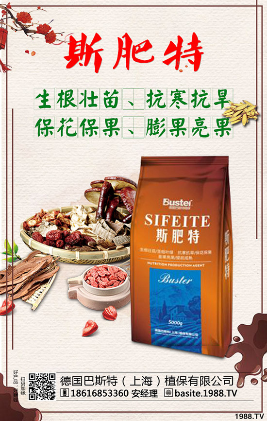 西瓜苗幾月份移栽,西瓜苗定植移栽技術及注意事項!