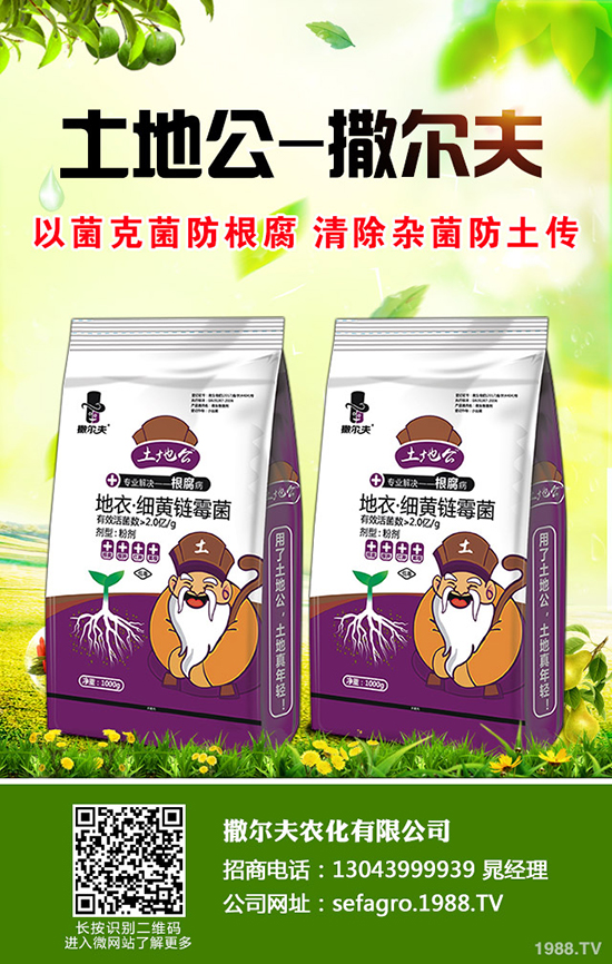 玉米追肥是雨前還是雨后好?玉米追肥什么時間更合適?