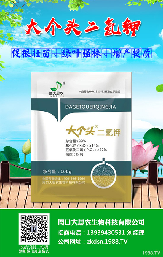 決明子該如何種植?如何才能高產?決明子高產栽培技巧