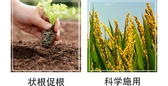 含腐植酸水溶肥-奧納根力壯-奧納農業(yè)_05