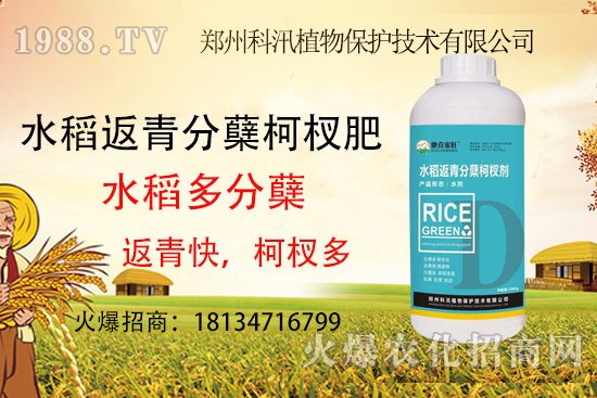 水稻施肥有技巧,這些你都知道了么?水稻施肥技術(shù)要點(diǎn)!