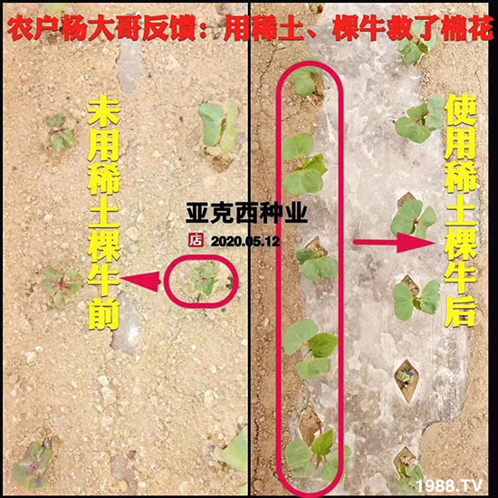 如何讓種植變得更輕松?一個套餐,全面配方,巴斯特大姜營養(yǎng)套餐方案!
