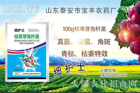 作物萎蔫、干枯,多半是發(fā)生了青枯!青枯病VS枯萎!教你鑒別難治病害!