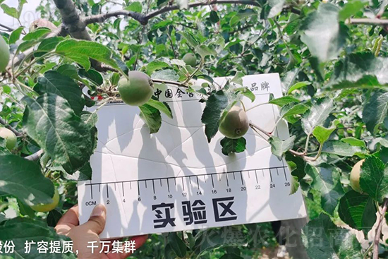 蘋果果個小是什么原因?解決對策有哪些?