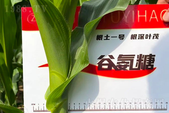 渾源玉米頂呱呱,營(yíng)養(yǎng)補(bǔ)充全靠它