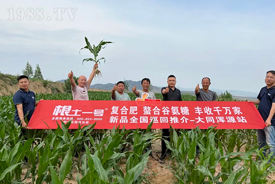 渾源玉米頂呱呱,營(yíng)養(yǎng)補(bǔ)充全靠它