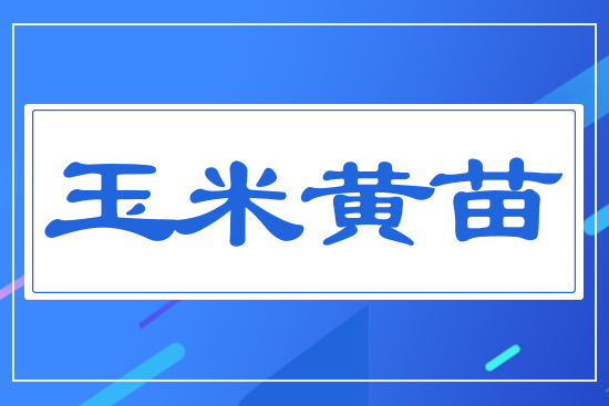 玉米黃苗