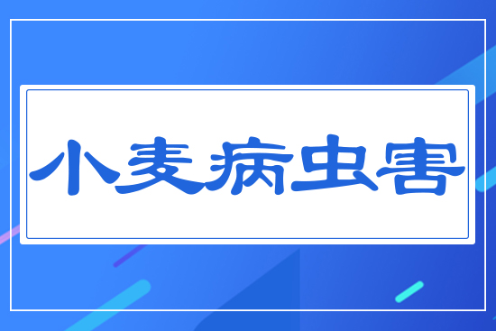 小麥病蟲害