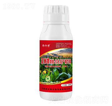 玉米棒增粗·拉長高產精華素-郭師傅-立信生物